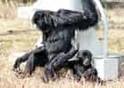 動物図鑑・フクロテナガザルの写真 14